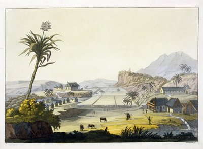 Plantation de sucre, Antilles (gravure en couleur) - Paolo Fumagalli